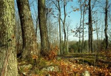 arbreschaud.d'automne.contax2.sonnar.17.3x12 (Medium).jpg