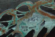 Bird-droppings-Pont-Saint-Louis-web.jpg