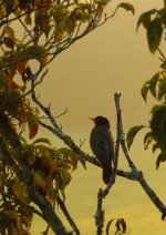 Bird @ Dillard House rff.jpg