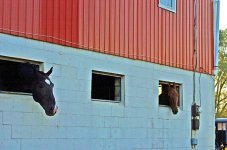 Horses Intercourse, Pa.jpg