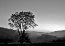 Tree-silhouette.jpg