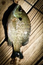 FINAL Sunfish Iphone July 25 2015 rff.jpg