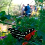 butterfly.jpg