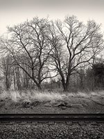 tracks, boiling springs small.jpg
