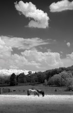 IR horses Pine Ridge post .jpg
