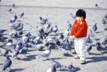 child-w-pigeons.jpg