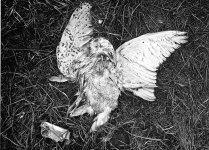 owl for forum.jpg
