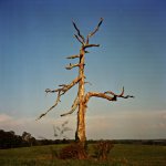 Horned Tree.jpg