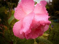 Rose (1 von 1).jpg