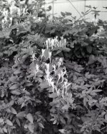 crop0523e.jpg