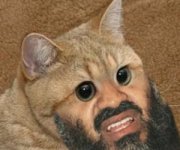 cat.jpg