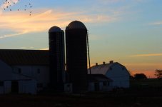 Barns and Birds rff.jpg