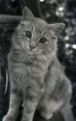 cat.jpg