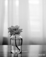 Grandiflora-sonnarc.jpg