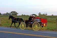 Women in Horse Draw Wagon.jpg