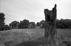 4-8-L3F-21-Tree-stump-in-Rv.jpg