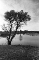 4-8-L3F-21-Twin-Tree-34.jpg