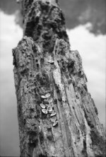 Yashica Shells.jpg