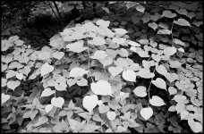 0091_06gimp-1LZ875.jpg