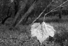 Yashica Leaf.jpg