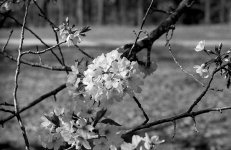 Cherry Blossoms 2006.jpg