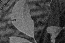 Tom_1200mmx800mm_crop1.jpg