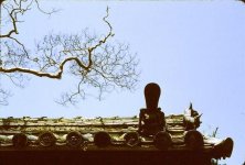 roof-branch (Small).jpg