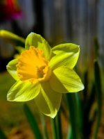 Daffodil 2 March 2017 rff.JPG