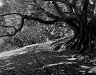 Albert Park-1-2.jpg
