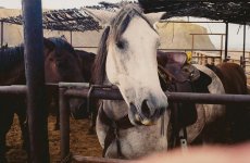 Indie after the apple.jpg