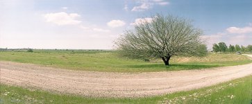 laneandtree3.jpg