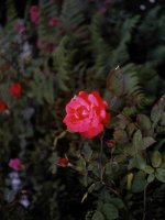 Pligrims Rose1.jpg