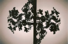 Trees.jpg