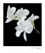 Karen's-White-Orchid.jpg