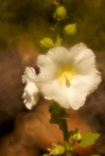 hollyhock.jpg