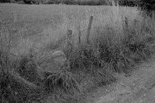 serenar 35mm2.8 fieldedge.jpg