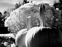 Two_Pumpkins_by_NickTrop.jpg
