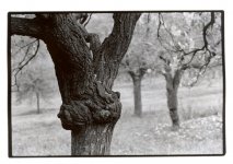 tree-praha-4.jpg