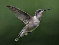 hummer email.jpg