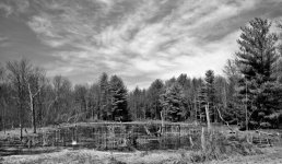 Swampland B:W.jpg