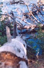 Big Eddy Trees Low Res.jpg