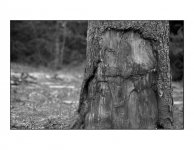 tree-1.jpg