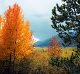 fall.jpg