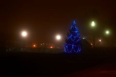 mist tree.jpg