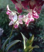Orchids 06.jpg