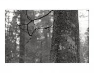 tree-2.jpg