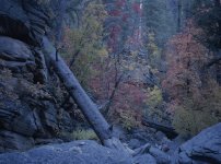 MaplesInOakCreekCanyon-645.jpg