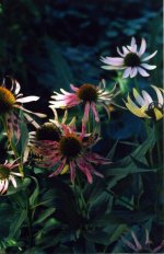 90mm_Elmar_Echinacea_mod_d1.jpg
