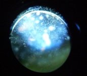 modly lens.jpg
