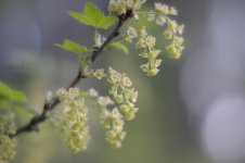 DSC_2443sm.jpg